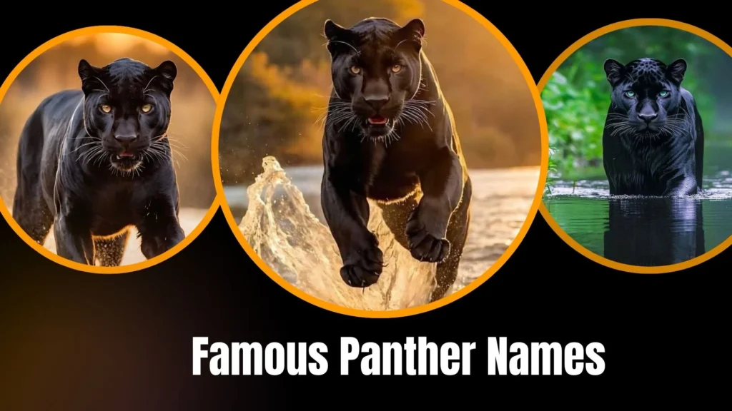 Famous Panther Names