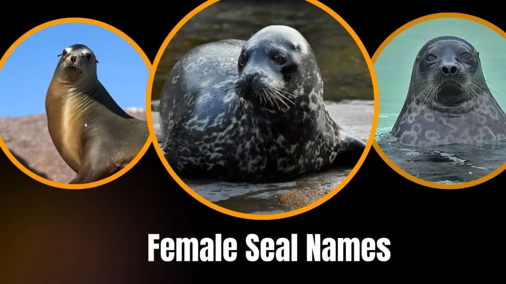 Female Seal Names