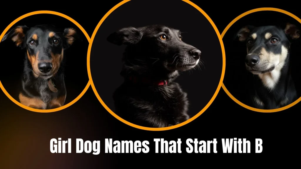 Girl Dog Names That Start With B