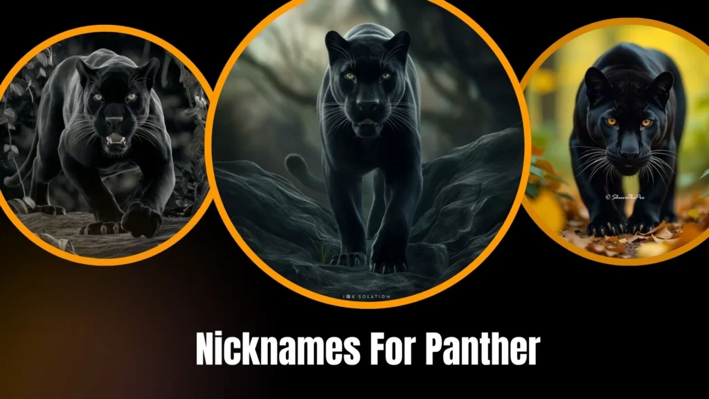Nicknames For Panther