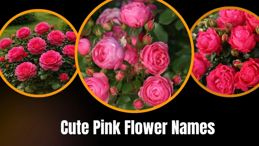 Cute Pink Flower Names