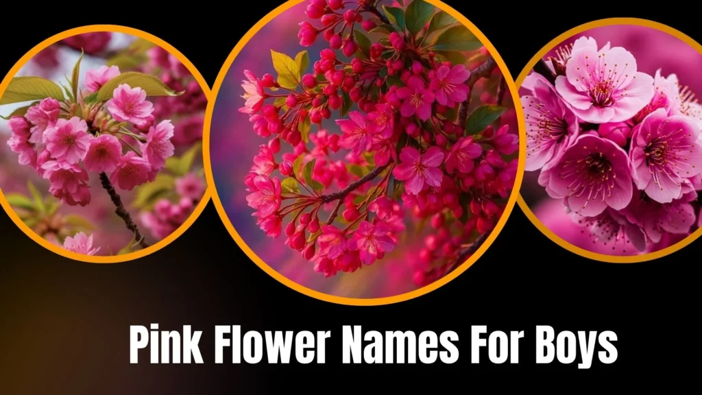 Pink Flower Names For Boys