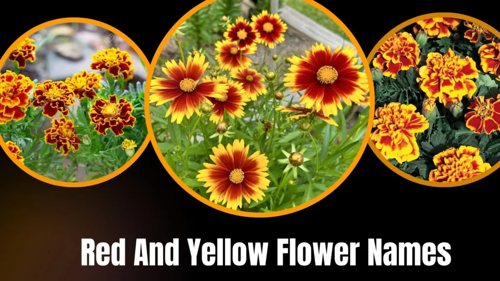 Red And Yellow Flower Names